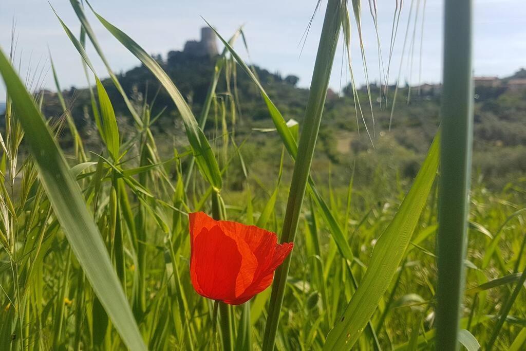 La Casina Di Nonna Giulia Leilighet Castiglione dʼOrcia Eksteriør bilde